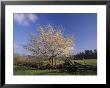 Flowering Dogwood Tree And Rail Fence, Great Smoky Mountains National Park, Tennessee, Usa by Adam Jones Limited Edition Print