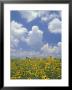 Black-Eyed Susans And Clouds, Oldham County, Kentucky, Usa by Adam Jones Limited Edition Print