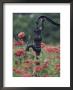 Hand Pump Among Poppies, Bardstown, Kentucky, Usa by Adam Jones Limited Edition Print