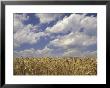 Wheat Crop And Clouds, Louisville, Kentucky, Usa by Adam Jones Limited Edition Print