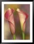 Calla Lily by Adam Jones Limited Edition Pricing Art Print