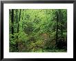 Lush Hardwood Forest, Big South Fork National River And Recreation Area, Kentucky, Usa by Adam Jones Limited Edition Print