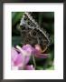 Blue Morpho Butterfly by Adam Jones Limited Edition Pricing Art Print