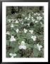 Large-Flowered Trillium, Great Smoky Mountains National Park, Tennessee, Usa by Adam Jones Limited Edition Pricing Art Print