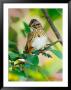 Lincoln's Sparrow, Melospiza Lincolnii by Adam Jones Limited Edition Print