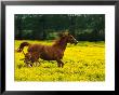 Arabian Foal And Mare Running Through Buttercup Flowers, Louisville, Kentucky, Usa by Adam Jones Limited Edition Print