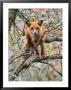 Red Fox In Tree by Adam Jones Limited Edition Pricing Art Print