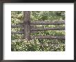 Wild Chamomile Around Log Fence, Colorado, Usa by Adam Jones Limited Edition Print