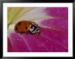 Ladybug Beetle by Adam Jones Limited Edition Pricing Art Print