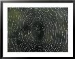 Dew Drops On Spiderweb, Kentucky, Usa by Adam Jones Limited Edition Pricing Art Print