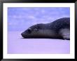 Sea Lion (Neophoca Cinerea) Lying In Sand, Seal Bay, Australia by Dennis Jones Limited Edition Print