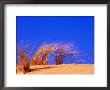 Grass Blowing On Dunes, Oregon Dunes National Recreation Area, Usa by Adam Jones Limited Edition Print