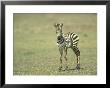 Burchells Zebra, Equus Burchelli Baby Masai Mara Nr, Kenya by Adam Jones Limited Edition Print