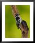 Downy Woodpecker by Adam Jones Limited Edition Pricing Art Print
