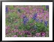 Bluebonnets Among Phlox, Hill Country, Texas, Usa by Adam Jones Limited Edition Print