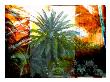 Tropical Palms Viii by Miguel Paredes Limited Edition Print