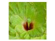 Flower Pic Iv by Miguel Paredes Limited Edition Pricing Art Print