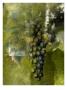 Grape I by Miguel Paredes Limited Edition Pricing Art Print