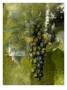 Grape I by Miguel Paredes Limited Edition Print