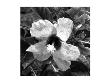 Bw Flower Vi by Miguel Paredes Limited Edition Print