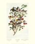 Audubon's Warbler by John James Audubon Limited Edition Print