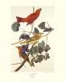 Summer Red Bird by John James Audubon Limited Edition Pricing Art Print