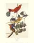 Summer Red Bird by John James Audubon Limited Edition Print