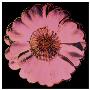 Flower For Tacoma Dome, C.1982 by Andy Warhol Limited Edition Pricing Art Print