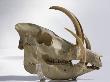 The Skull And Tusks Of A Babyrousa Celebensis by Robert Clark Limited Edition Print