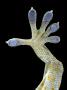 Microscopic Hairs On A Female Tokay Gecko's Feet Adhere To Surfaces by Robert Clark Limited Edition Print