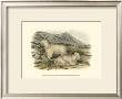Rocky Mountain Goat by John James Audubon Limited Edition Print