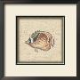 Tropical Fish Iv by Debra Swartzendruber Limited Edition Print