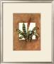 Framed Tropicals I by Barbara Mock Limited Edition Pricing Art Print