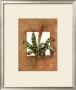 Framed Tropicals I by Barbara Mock Limited Edition Print
