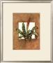 Framed Tropicals I by Barbara Mock Limited Edition Print