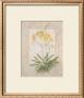 Orchid Fresco Iv by Debra Swartzendruber Limited Edition Print