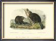 American Beaver by John James Audubon Limited Edition Print