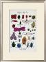 Happy Bug Day, C.1954 by Andy Warhol Limited Edition Print