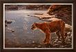 Canyon Creek- Cougar (Detail) by John Seerey-Lester Limited Edition Print