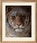 Tiger Portrait by Robert Bateman Limited Edition Print