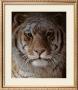 Tiger Portrait by Robert Bateman Limited Edition Pricing Art Print