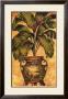 Potted Palm Ii by Steve Butler Limited Edition Pricing Art Print