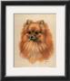 Pomeranian by Judy Gibson Limited Edition Pricing Art Print