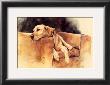 Dog Tired by Barbara Shipman Limited Edition Print