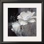 Wealth Of Flowers Ii by Willem Haenraets Limited Edition Print