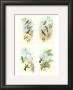 Hummingbirds by John Gould Limited Edition Print
