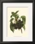 Black Cherries by John Wright Limited Edition Pricing Art Print