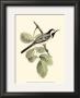 White Wagtail by John Gould Limited Edition Print