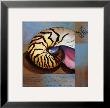 Sanibel Nautilus by Paul Brent Limited Edition Pricing Art Print