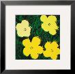 Flowers, C.1970 (4 Yellow) by Andy Warhol Limited Edition Print